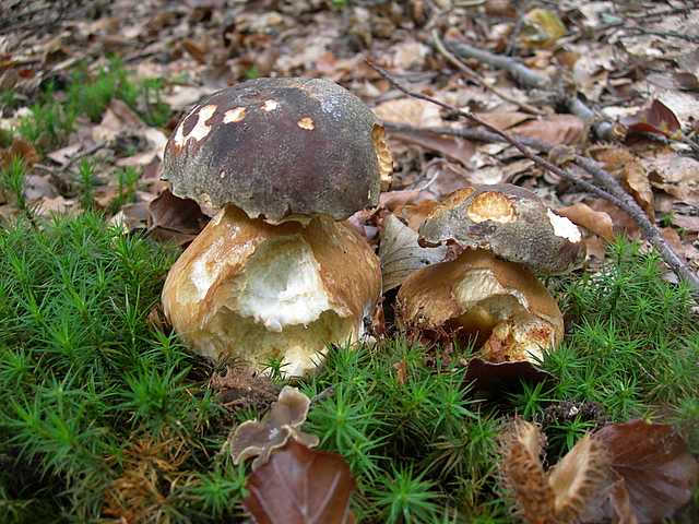 Le  meraviglie della foresta